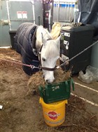 Dejligt med pony mor Lene´s kæmpe hjælp til hele stævnet ..